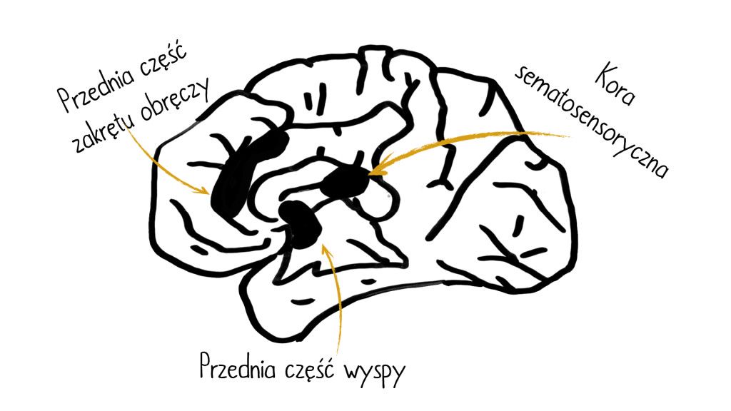 4 warstwy prezentacji - mózg